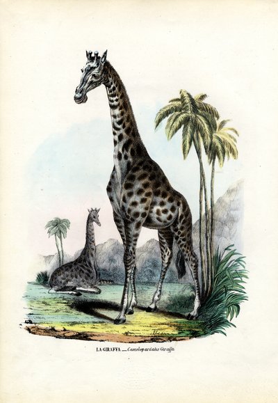 Giraffe, 1863-79 von Raimundo Petraroja